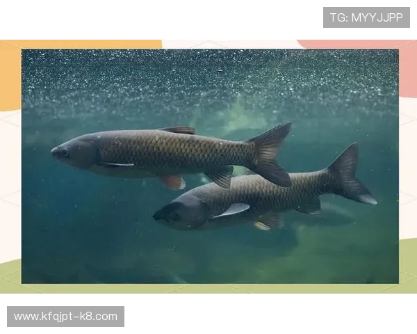 K8捕鱼国际稀有鱼种捕获技巧，增加高价值鱼类的捕获几率